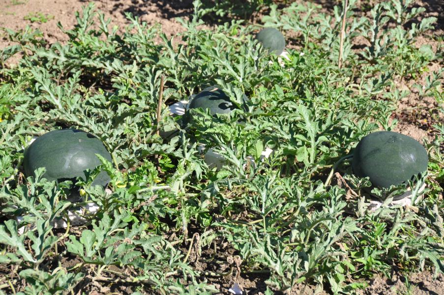 K800_20170805-Gartenanlage-30