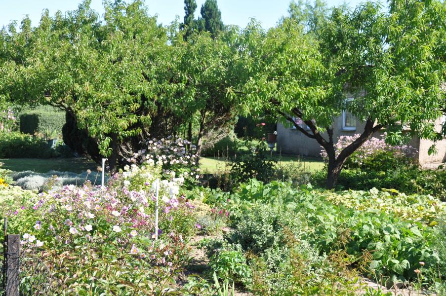 K800_20170805-Gartenanlage-34